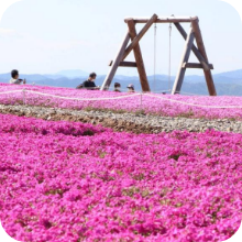 季節の花